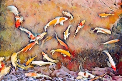 carp