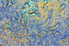 fishmosaiclowres-scaled