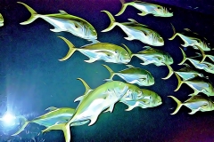 fishschool