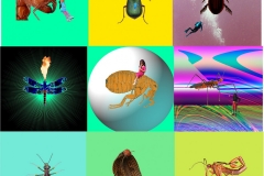 insectcollage3lowres
