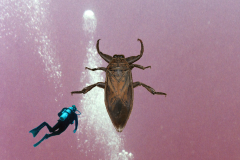 waterbug